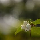 Schneebeere (Synphoricarpus albus laevigatus)