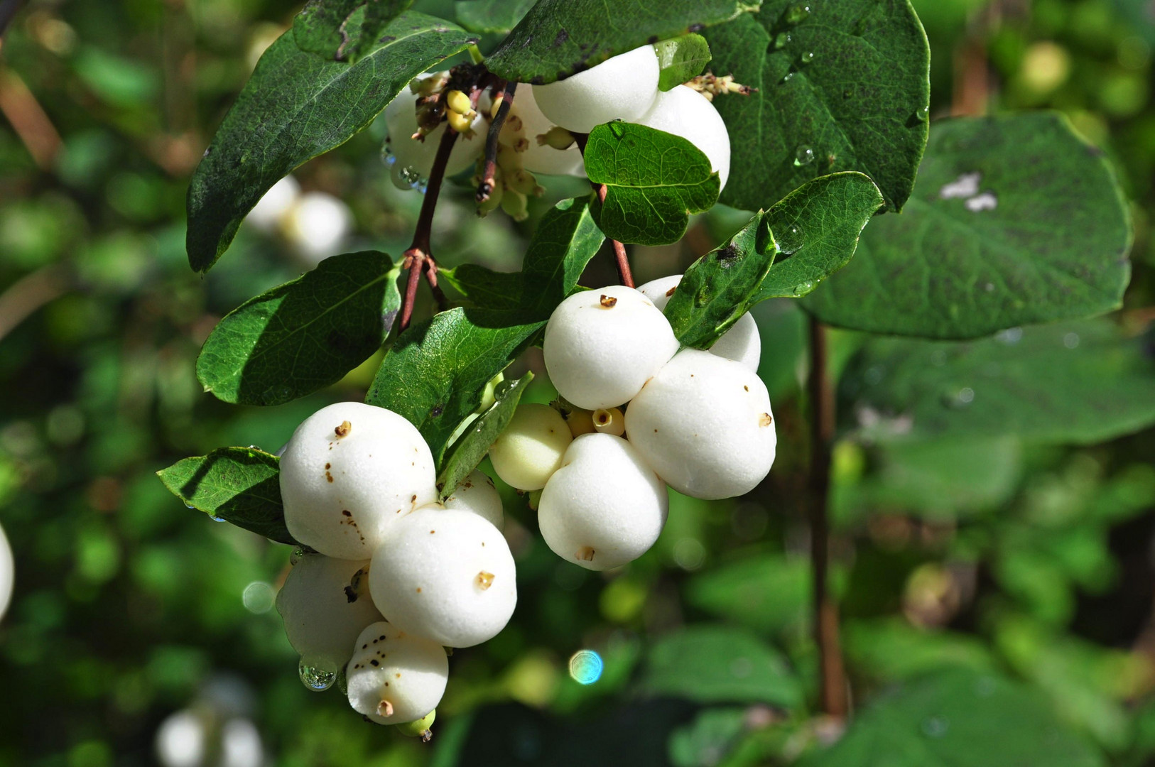 Schneebeeren