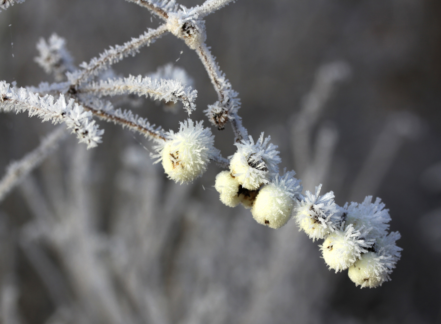 Schneebeeren