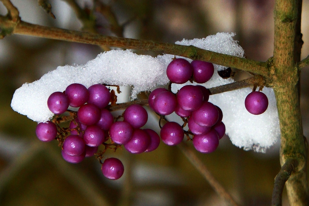 Schneebeeren...