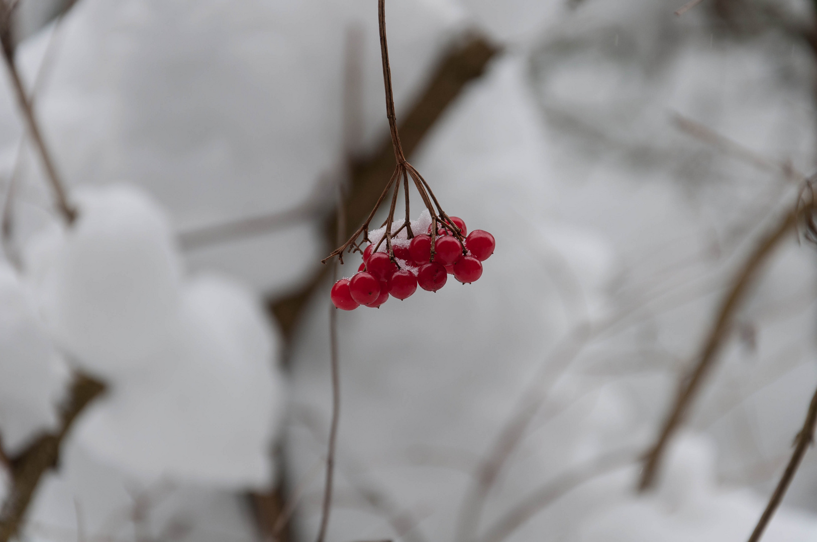 Schneebeeren