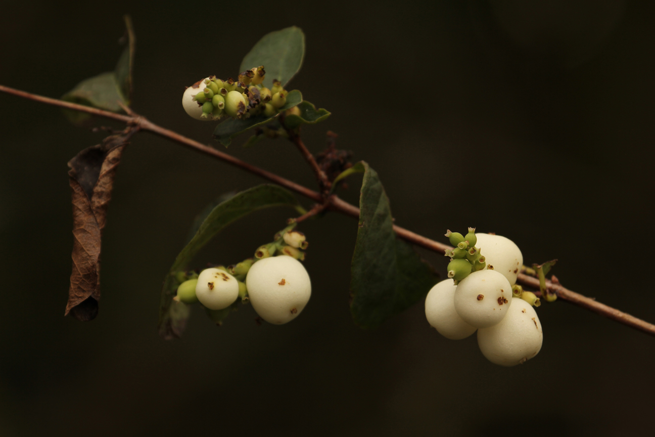 Schneebeeren