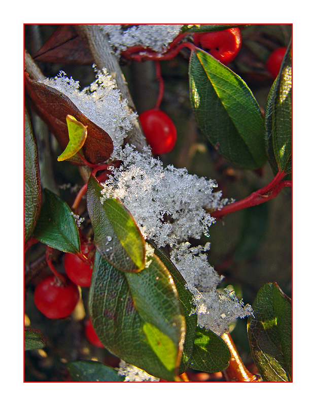 Schneebeeren