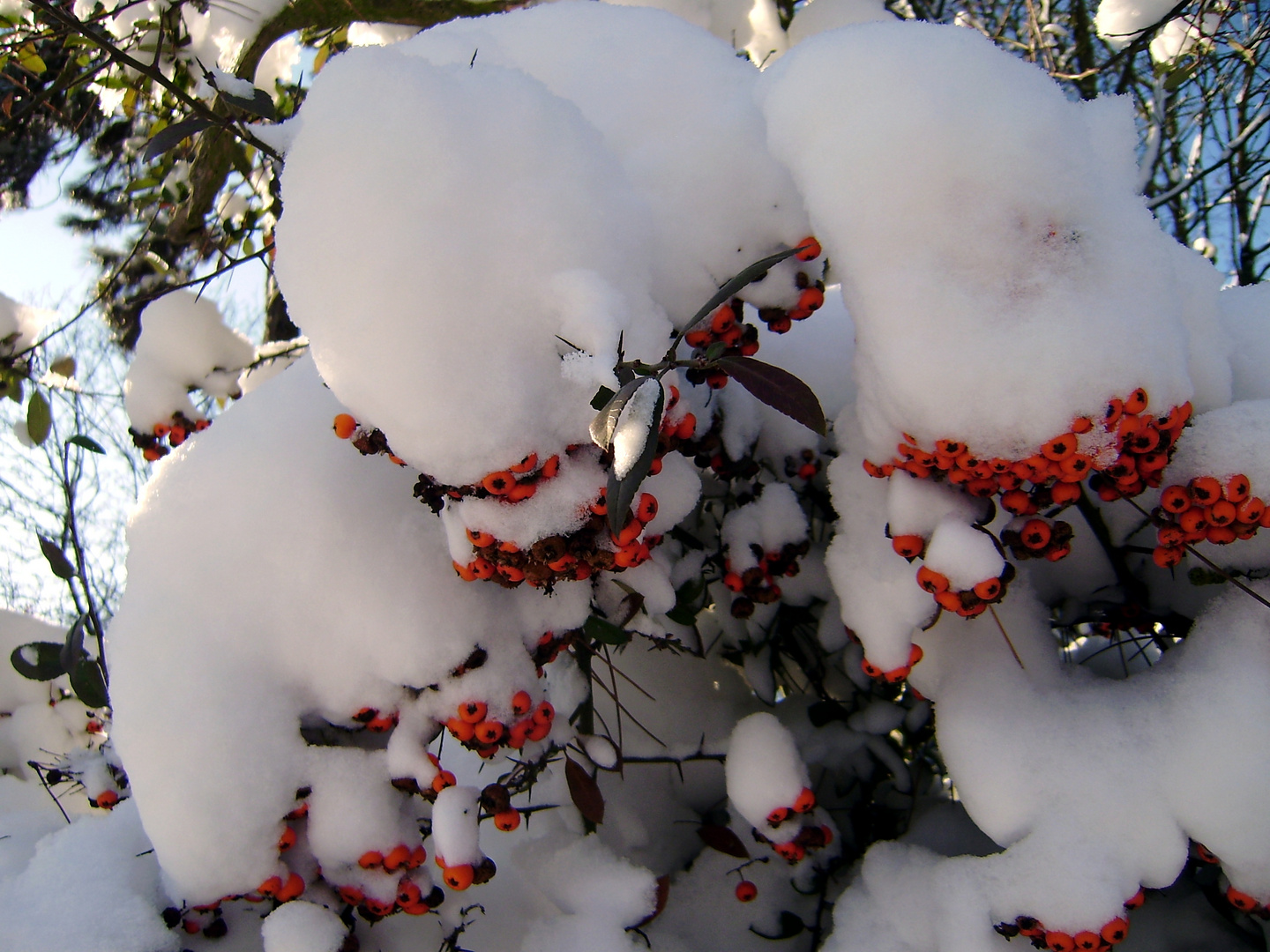 Schneebeeren