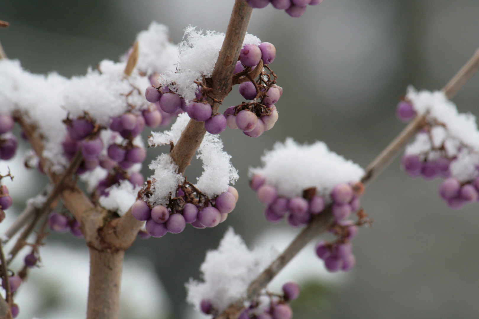 "Schneebeeren"