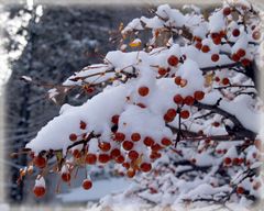 Schneebeeren