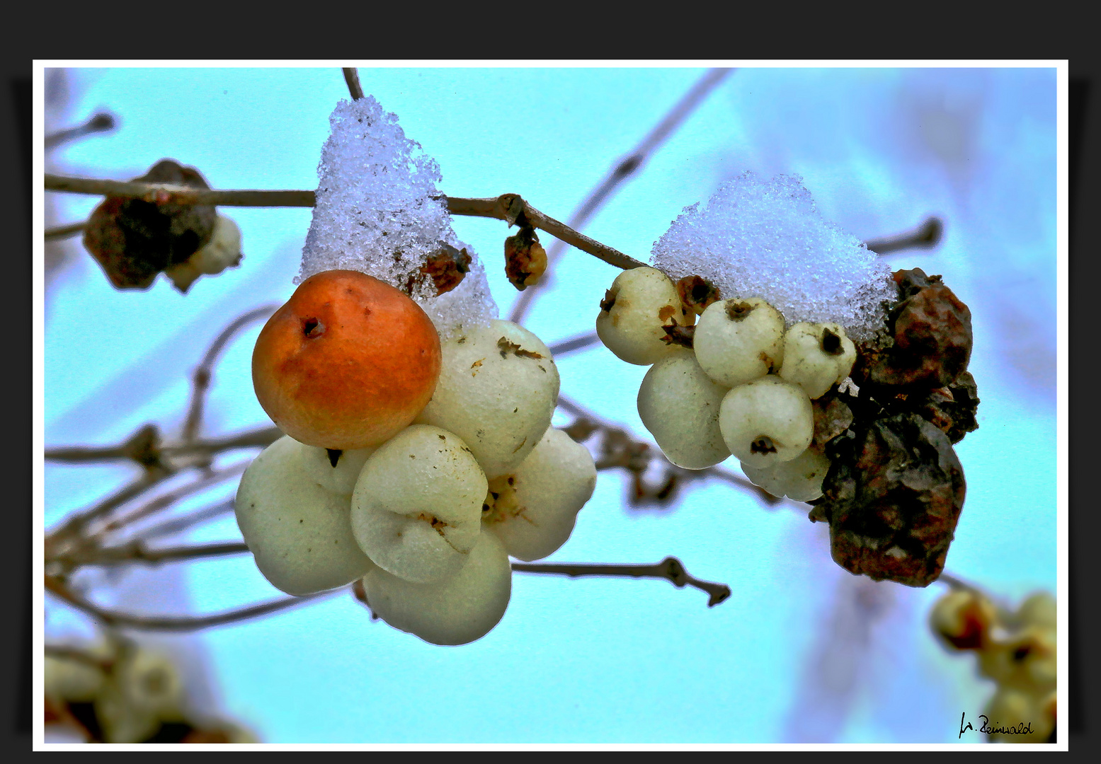 °° Schneebeeren °°