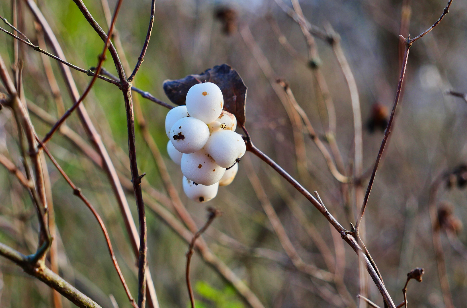 Schneebeeren