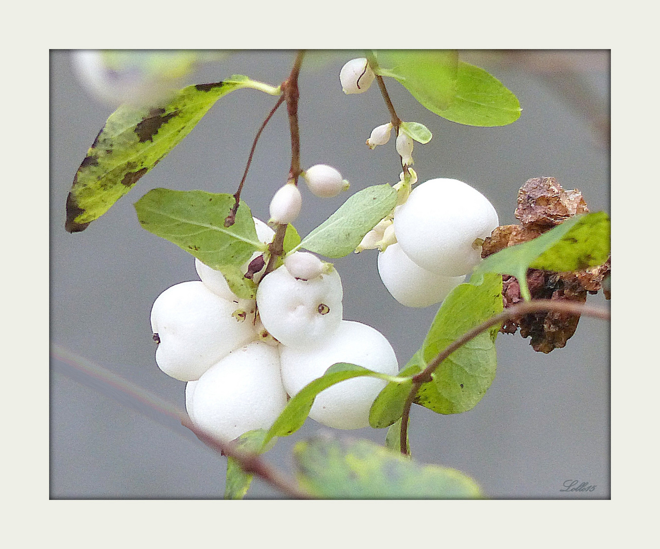 Schneebeeren Foto & Bild naturkreativ, natur Bilder auf