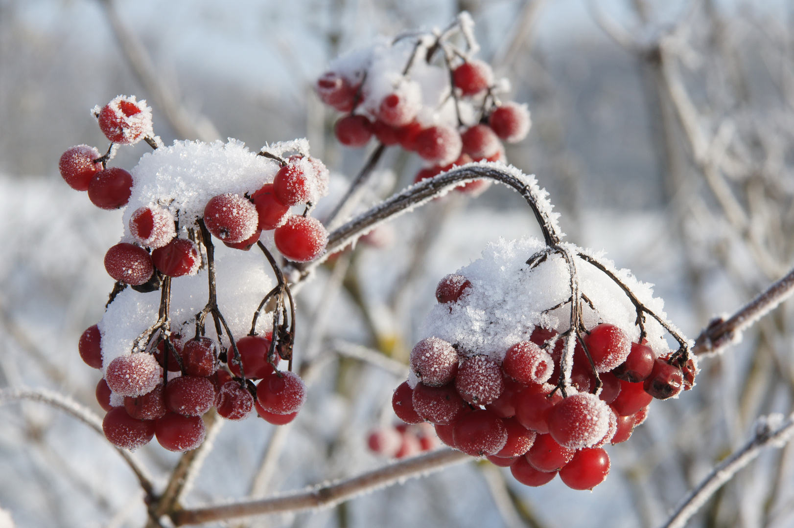 "Schneebeeren"