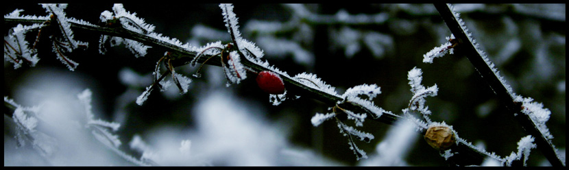 schneebeeren