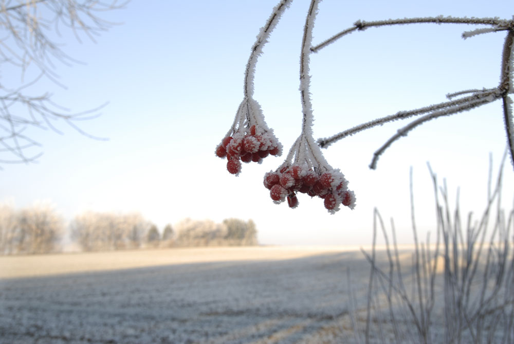 Schneebeeren