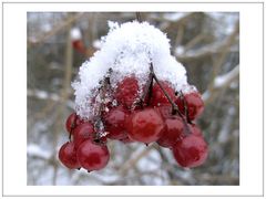 Schneebeeren...