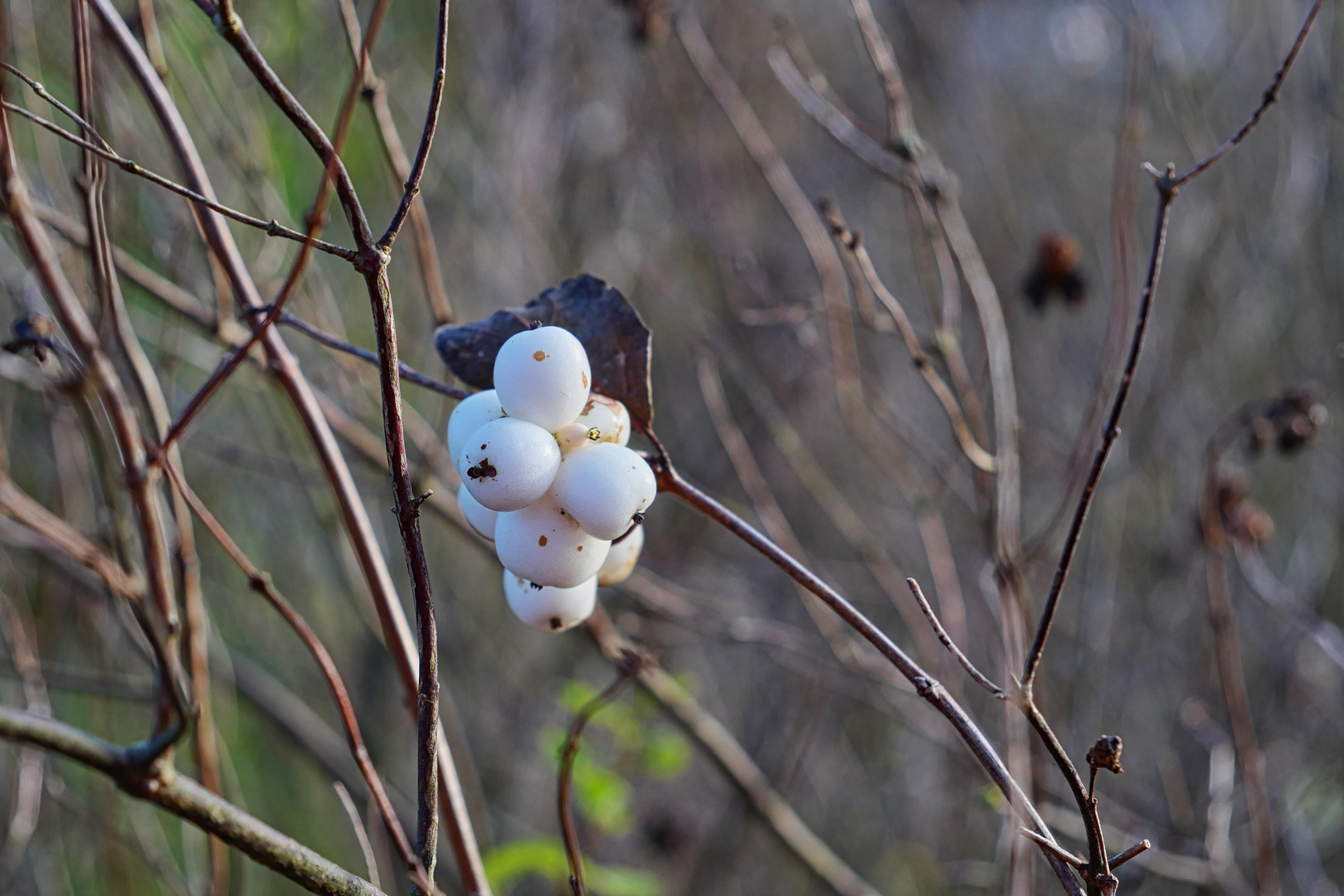 Schneebeeren