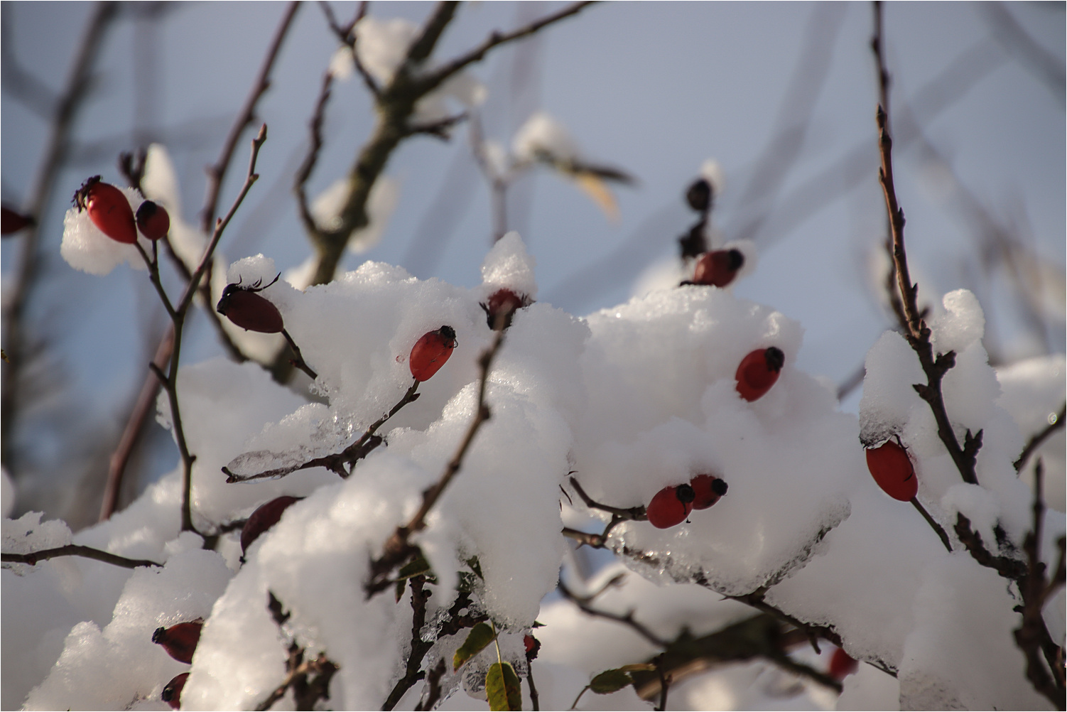 Schneebeeren