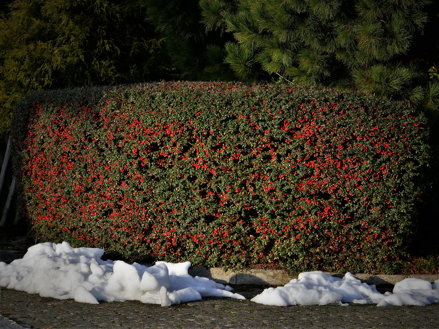 Schneebeeren