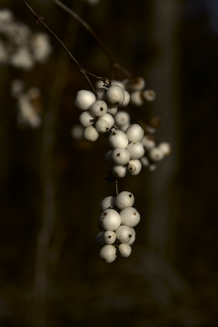 Schneebeeren