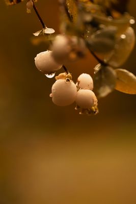 Schneebeeren in Herbststimmung