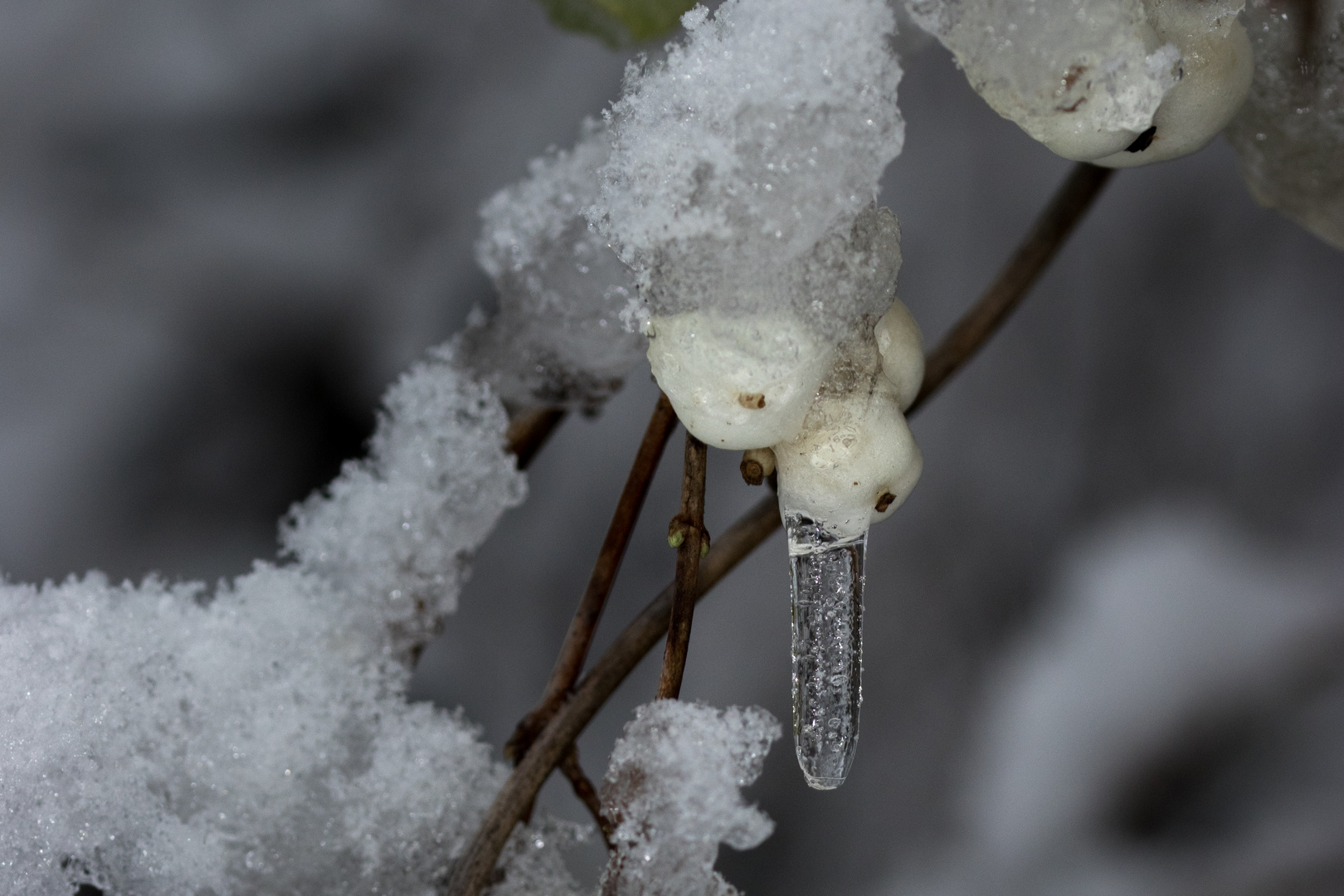 Schneebeeren mit Schnee