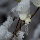 Schneebeeren mit Schnee