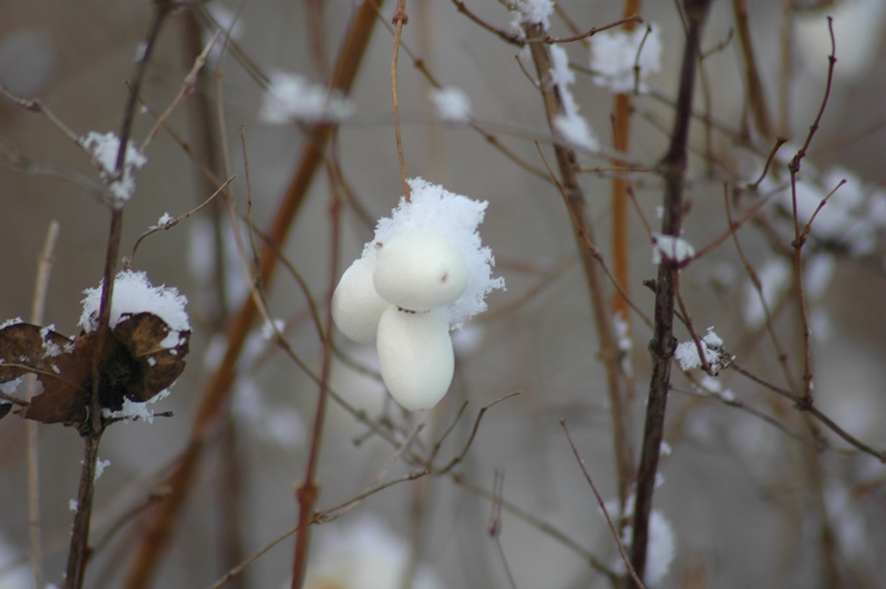 Schneebeeren mit Schnee - so schön könnte Winter sein -