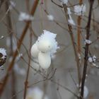 Schneebeeren mit Schnee - so schön könnte Winter sein -