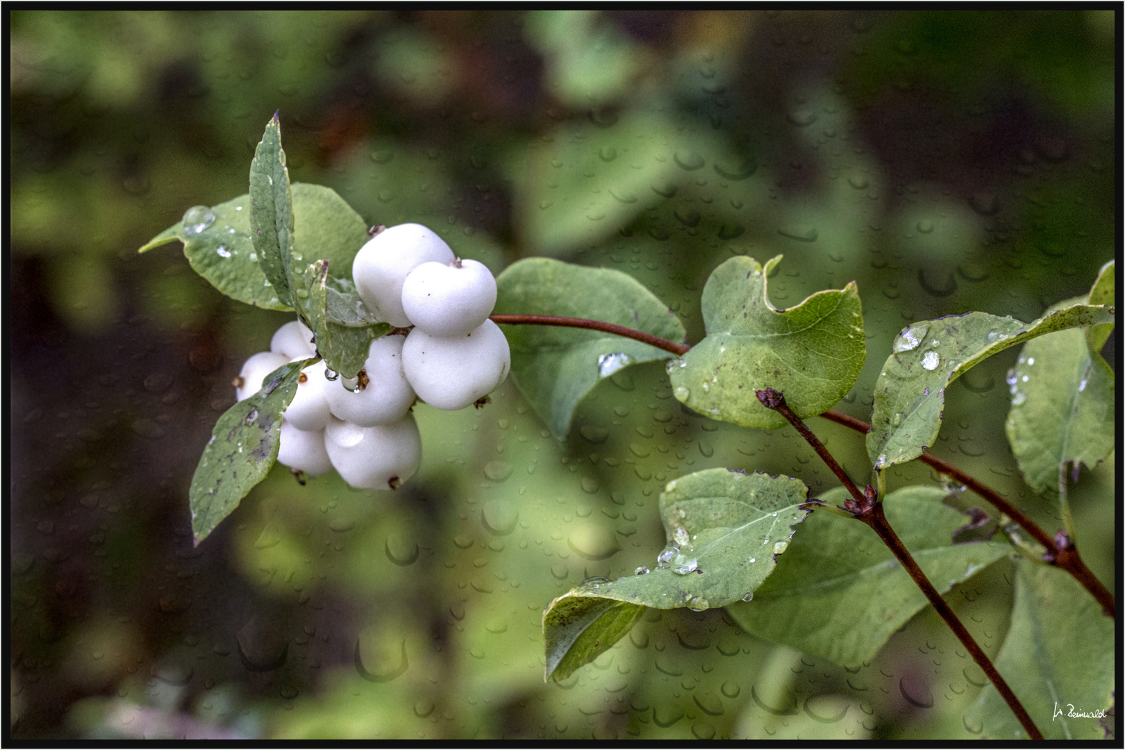 Schneebeeren- oder auch Knallerbsenstrsauch ;o)))))