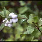 Schneebeeren- oder auch Knallerbsenstrsauch ;o)))))