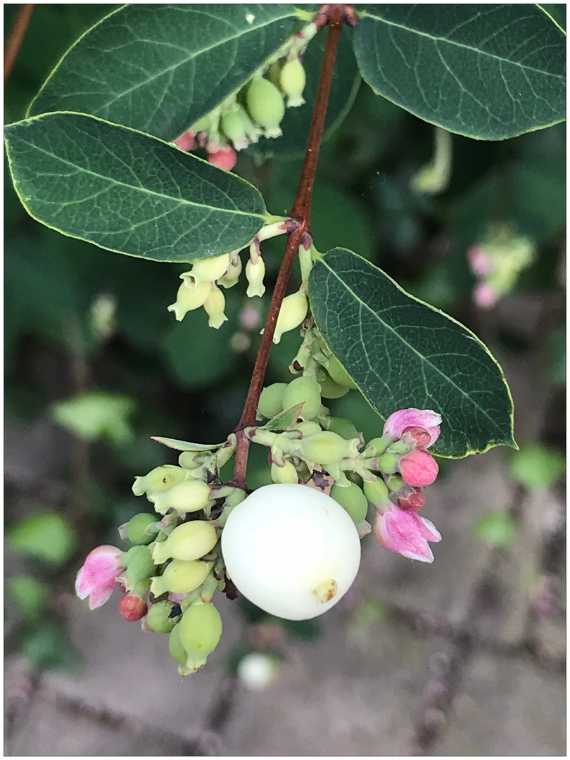 Schneebeeren und Blüten