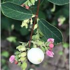 Schneebeeren und Blüten