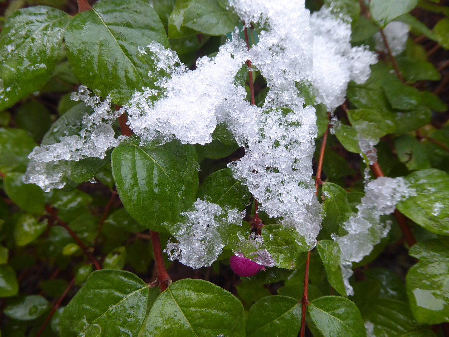 Schneebeeren und Eiskristalle