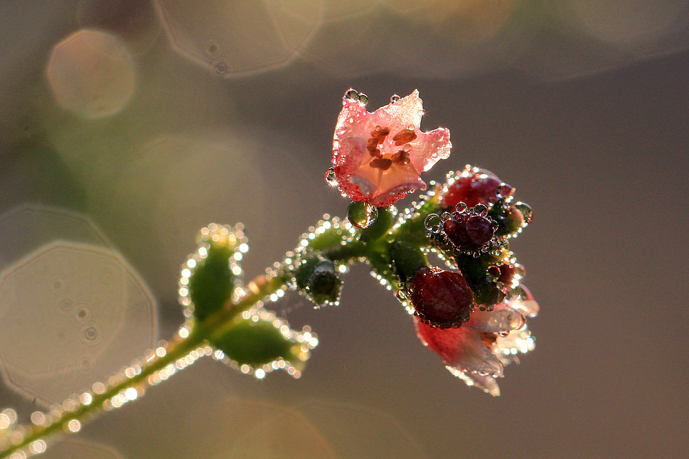 Schneebeerenblüte