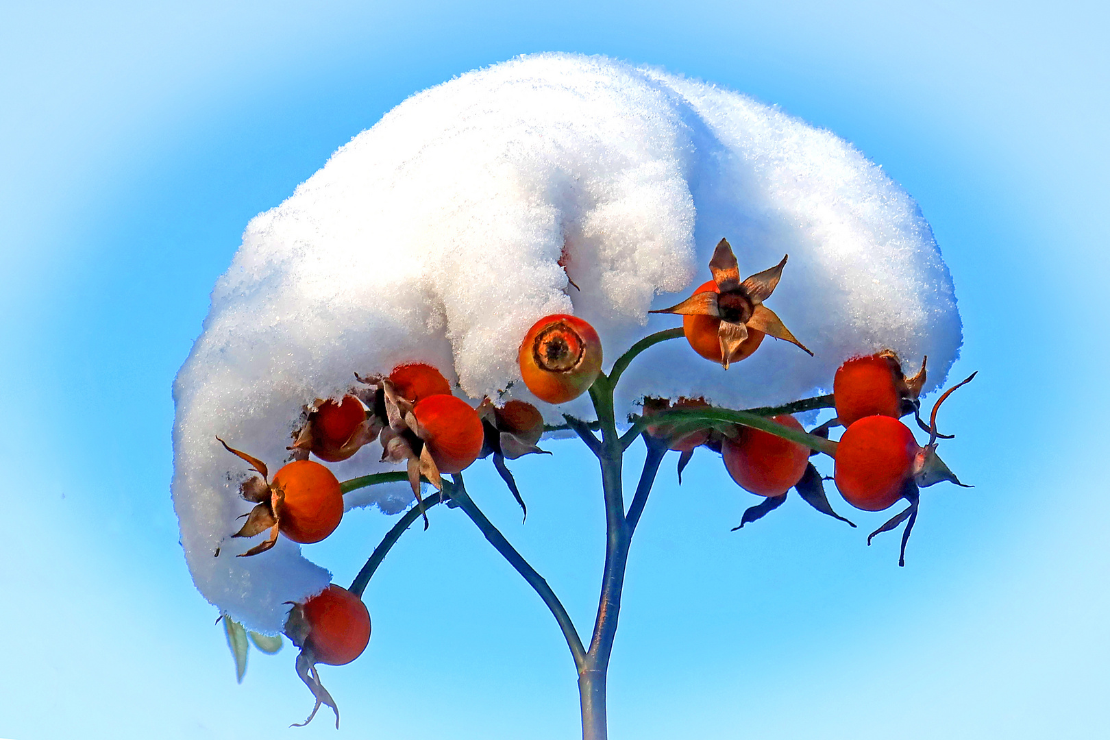 Schneebehütete Hagebutten (1)