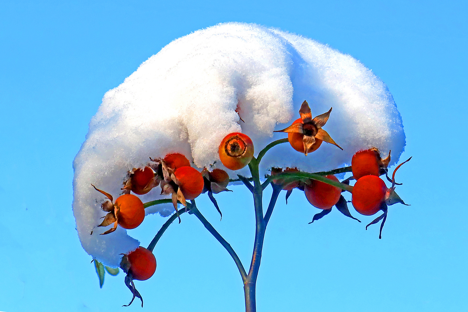 Schneebehütete Hagebutten (2)