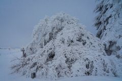 Schneebeladener Baum im Schwarzwald