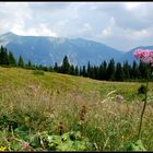 Schneebergblick...