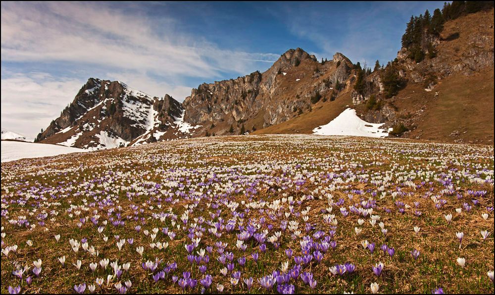 S(chn)eebergseekrokusse (r.l.)