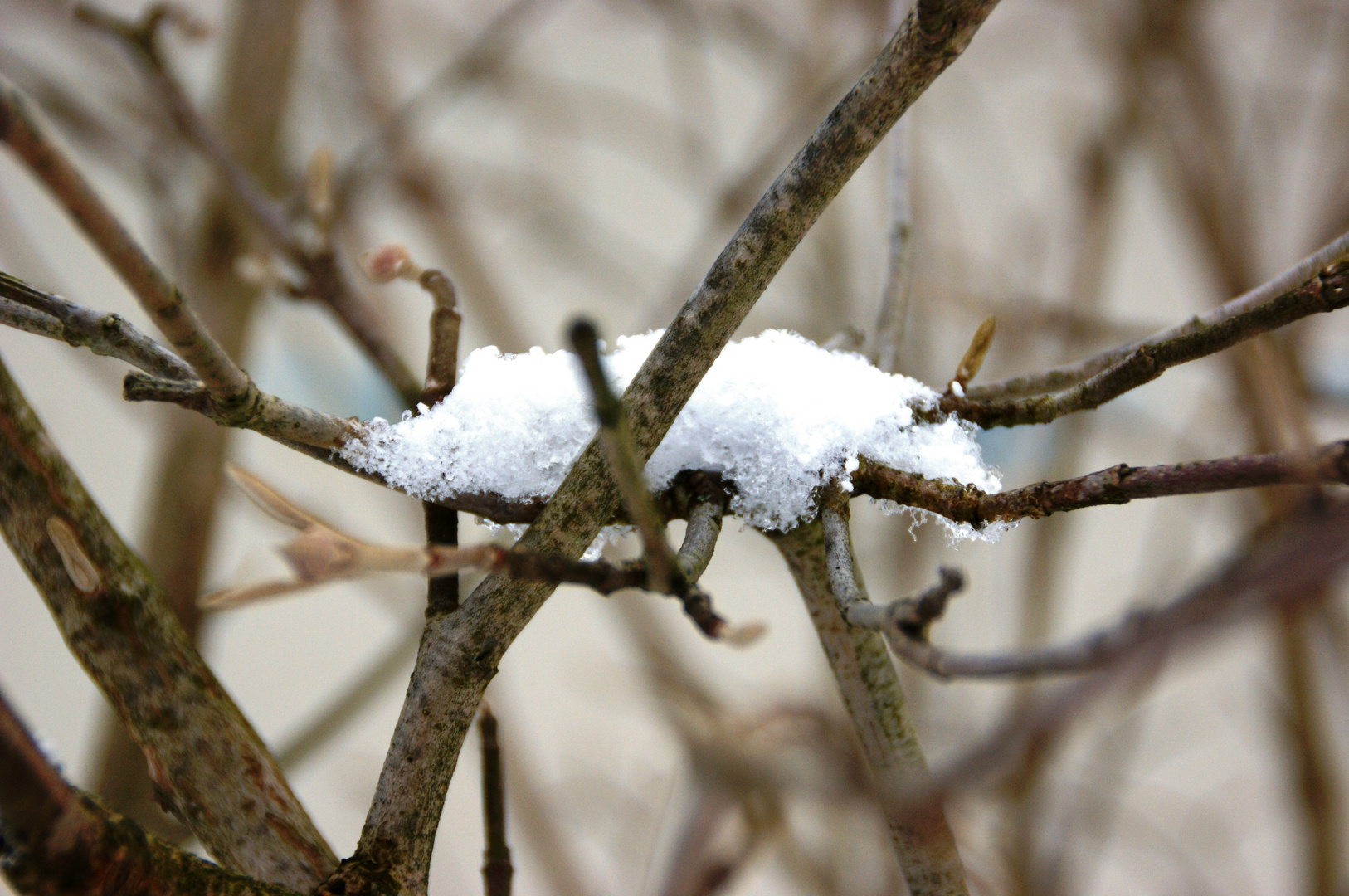 Schneebett 2010