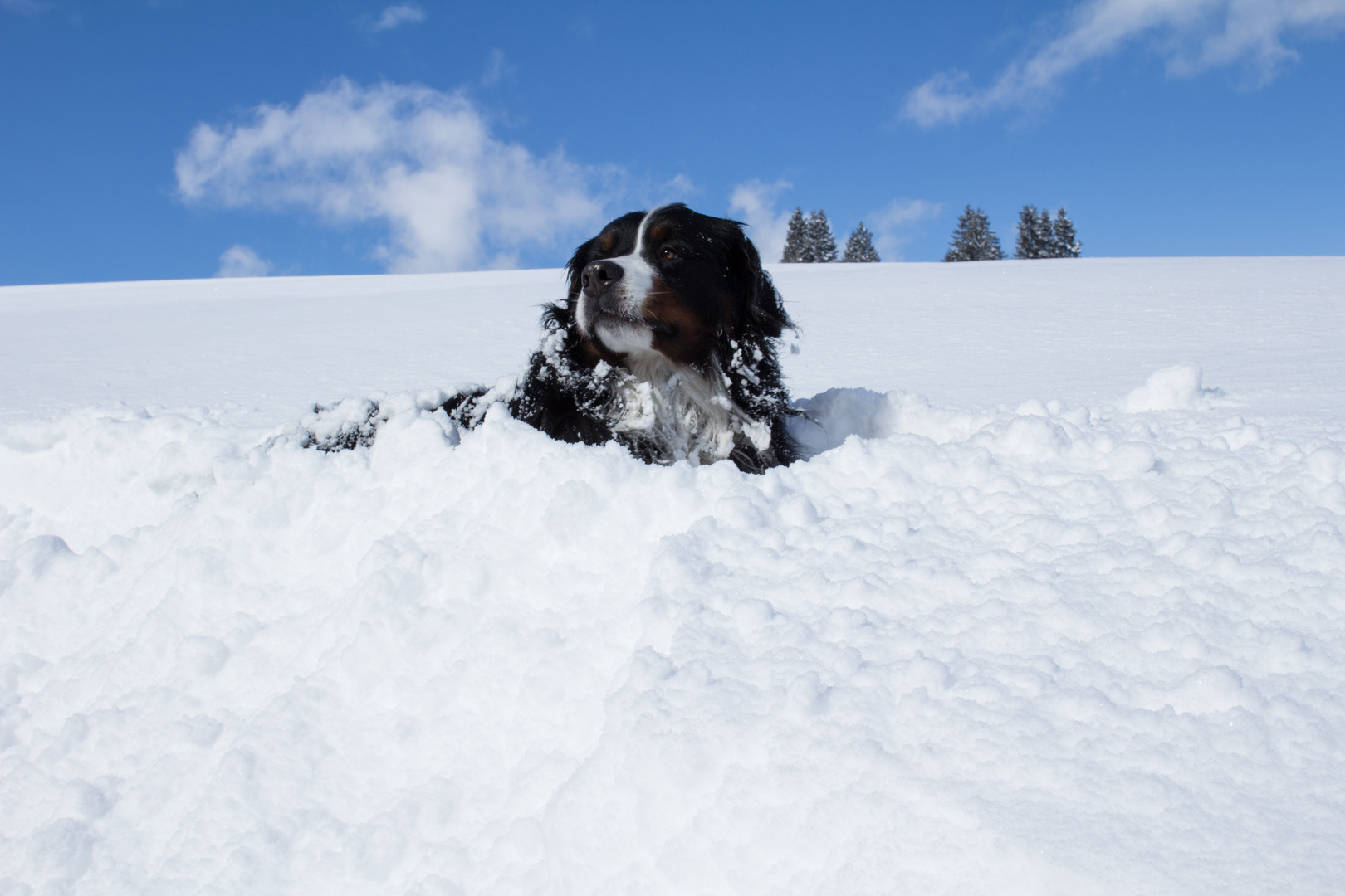 Schneebett