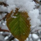 Schneeblättchen