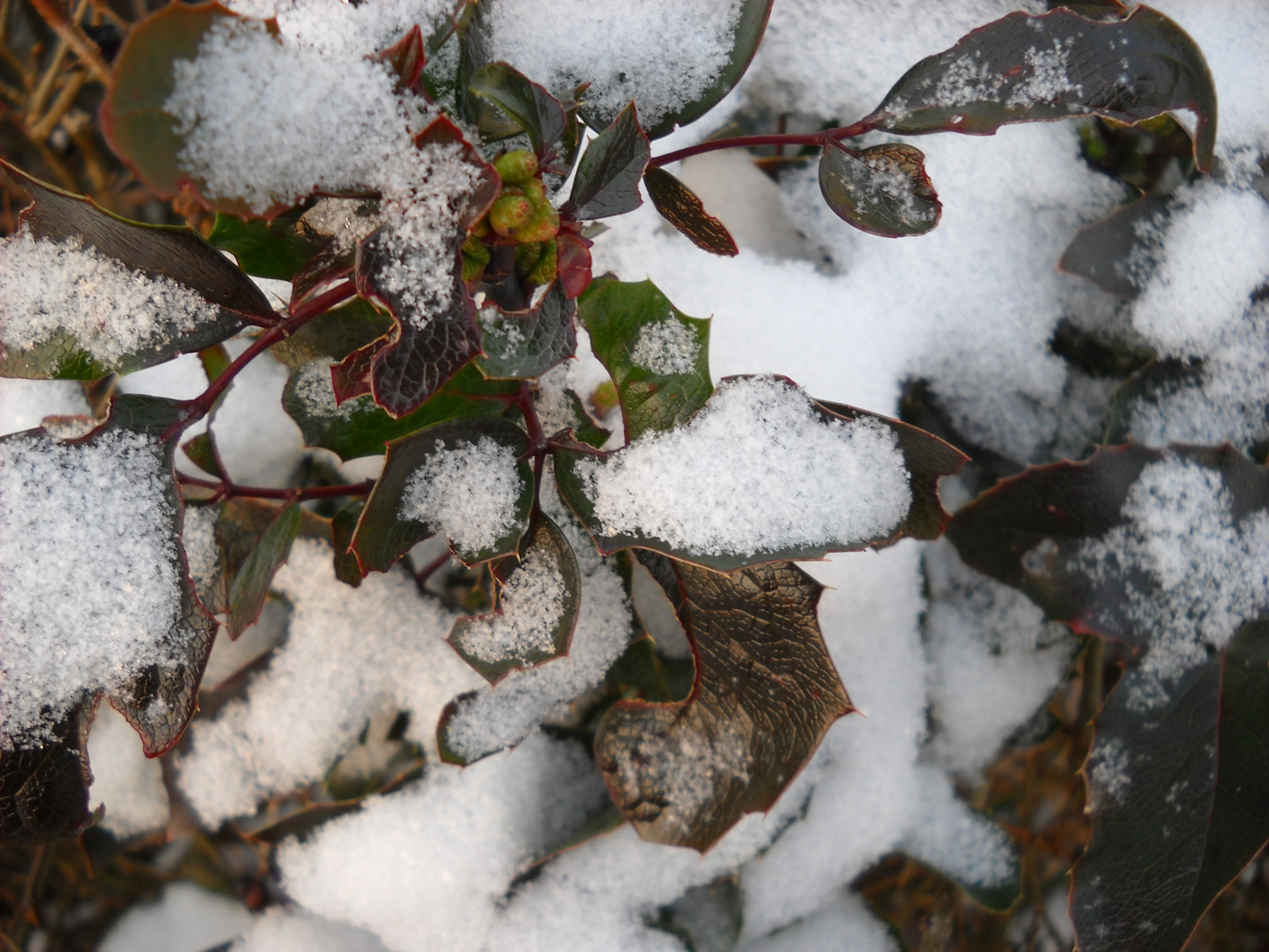 Schneeblätter