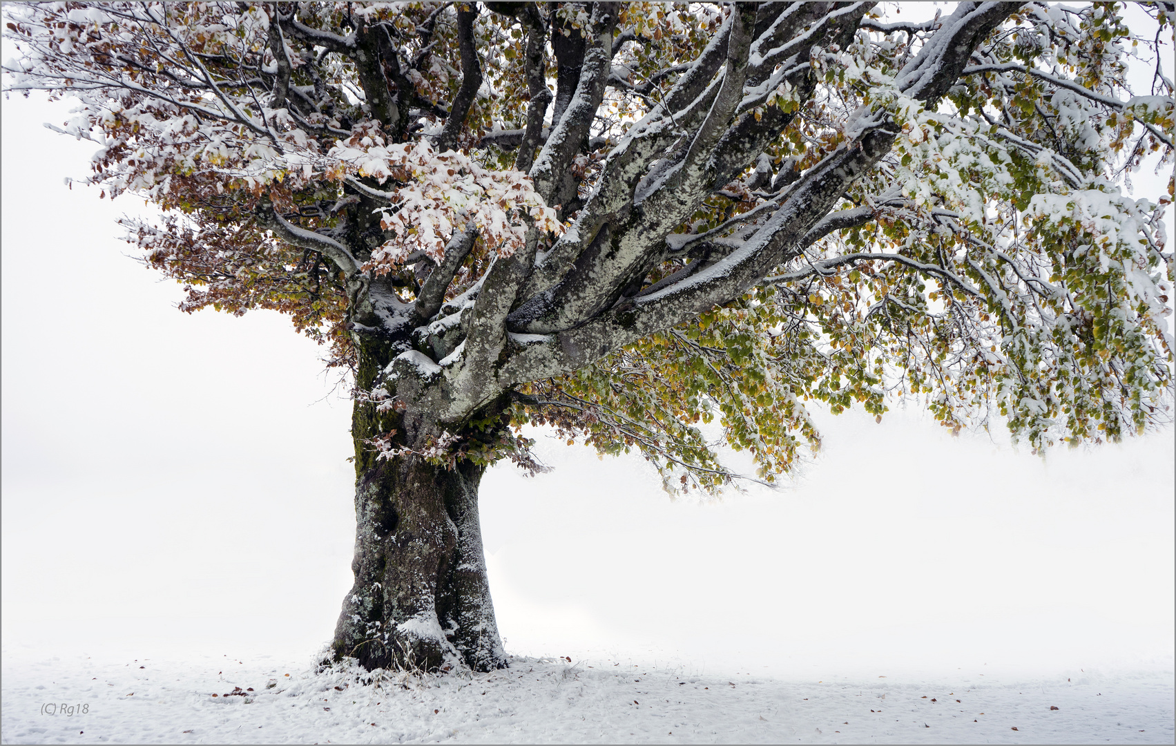 schneeblätterbaum