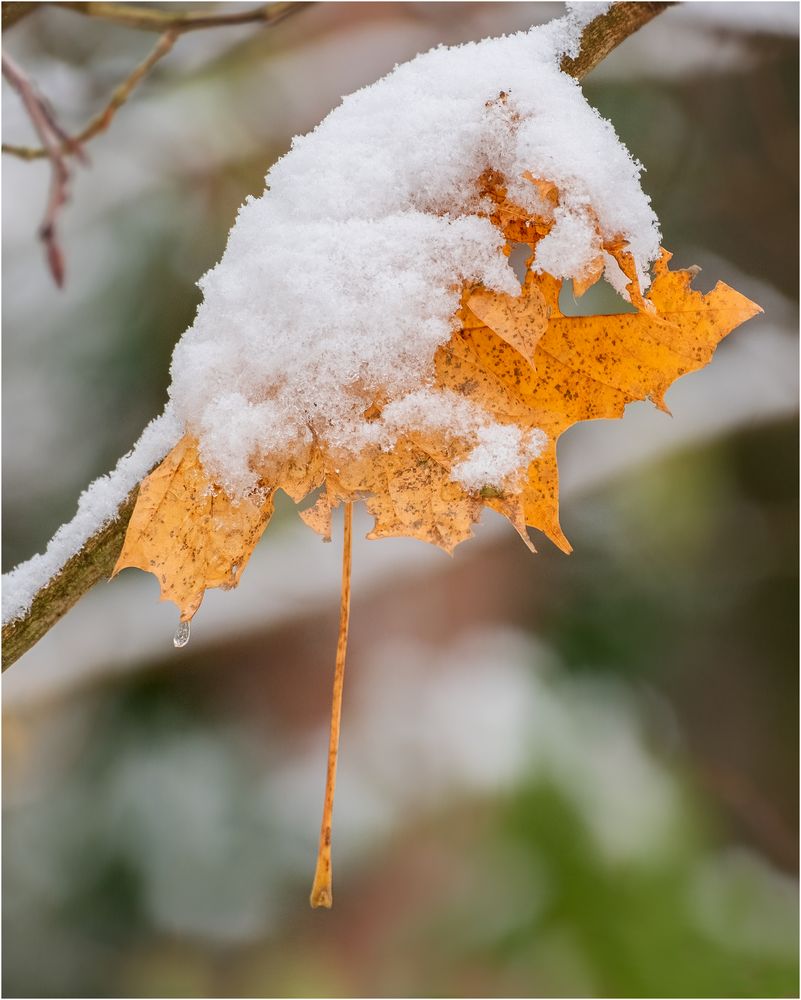 Schneeblatt