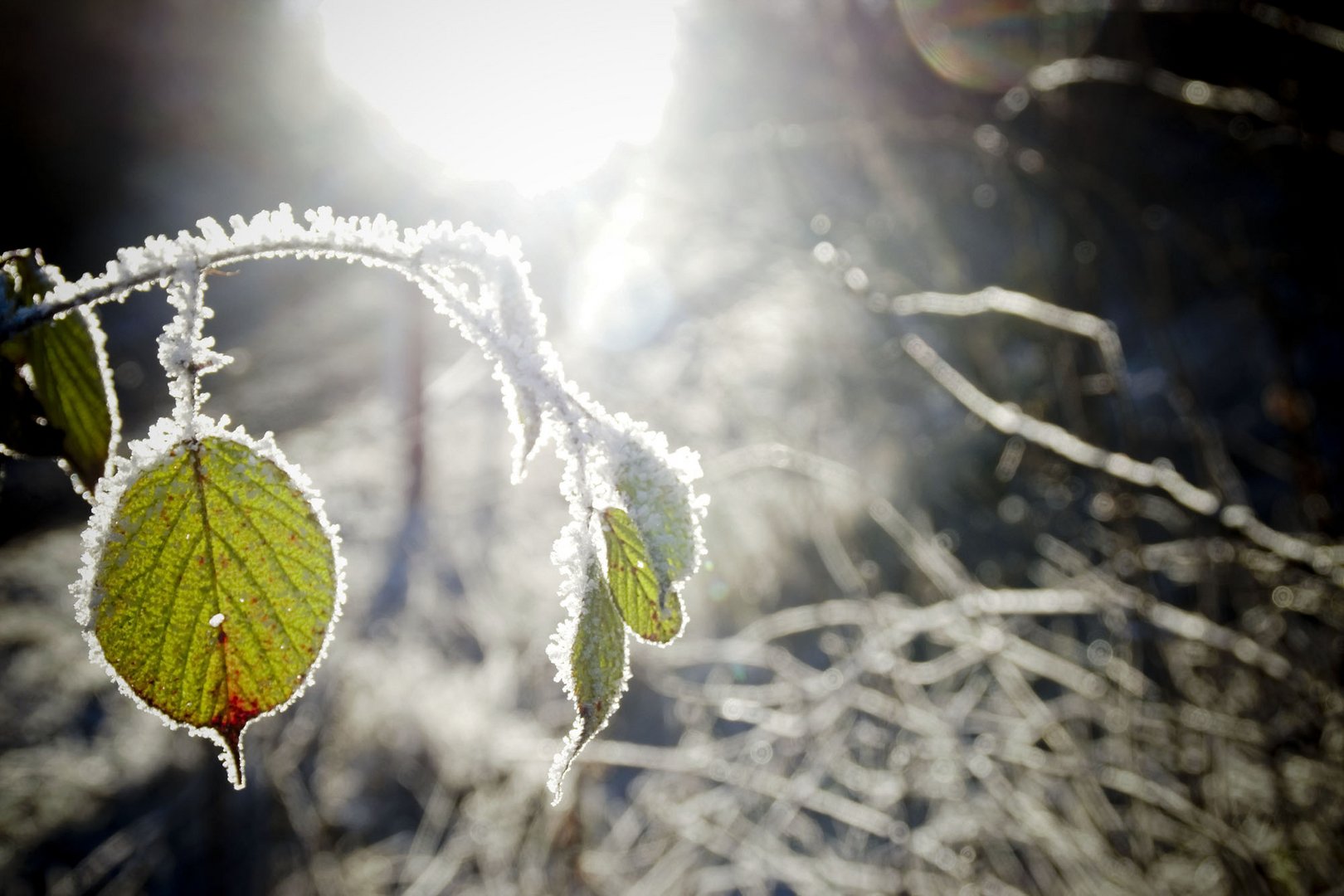 Schneeblatt