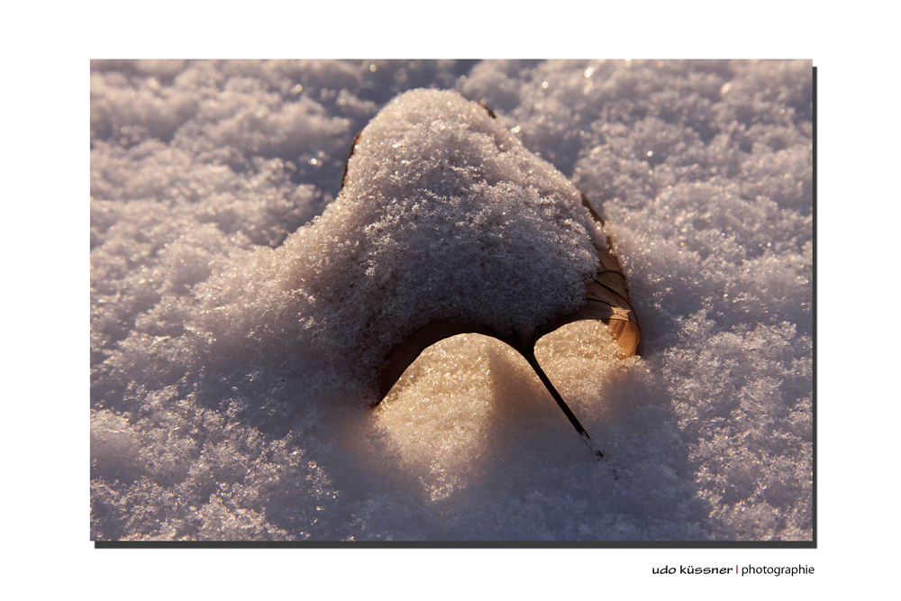 Schneeblatt