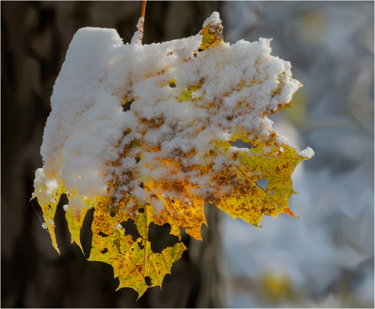 Schneeblatt