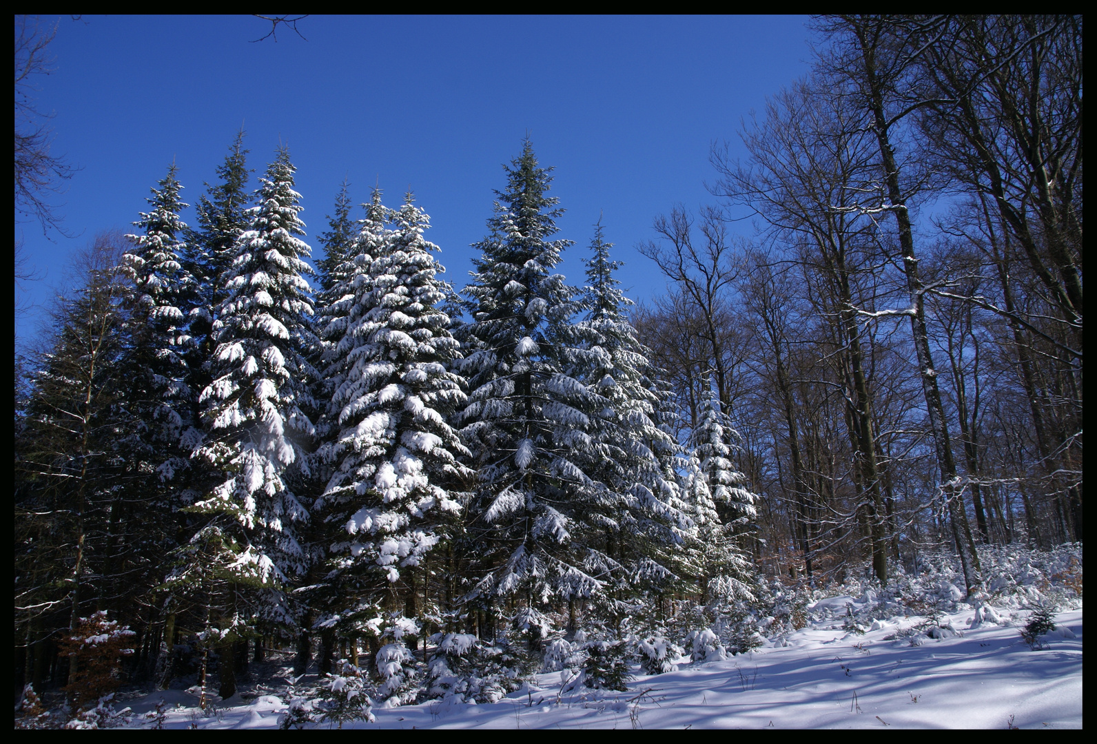 Schneeblau