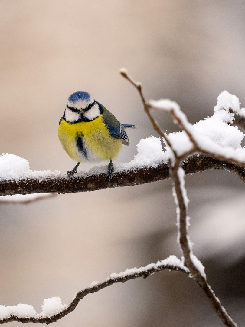 (Schnee)Blaumeise