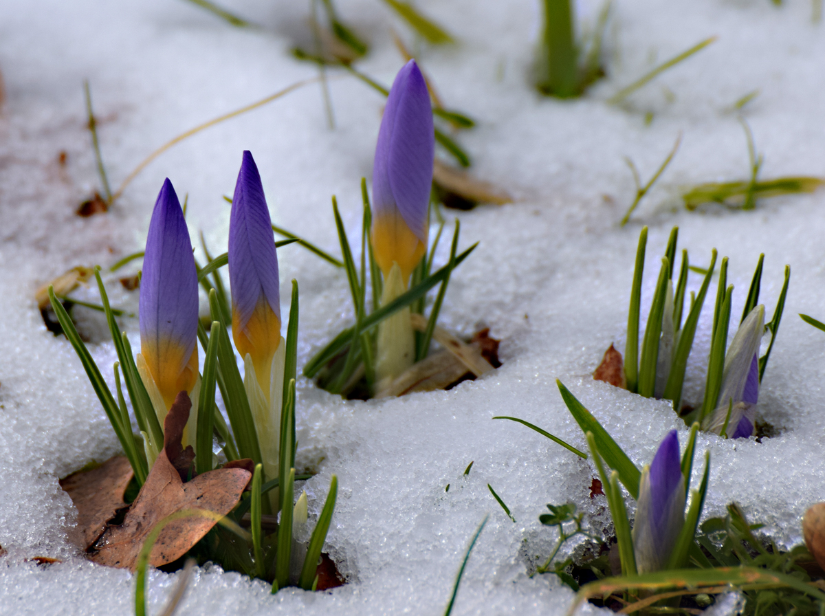 Schneeblümchen