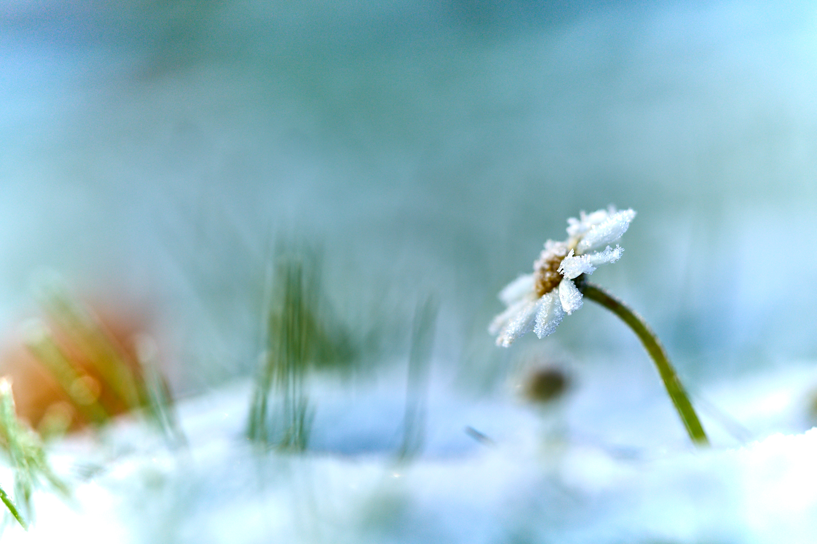 Schneeblümchen